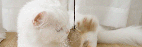 保護猫カフェLot　Cat